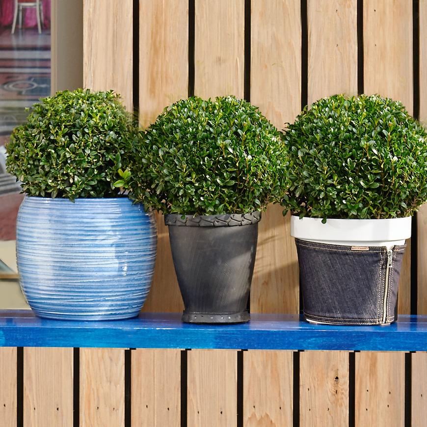 Buxus semp. P19 ball 20-22 cm BAUMAX