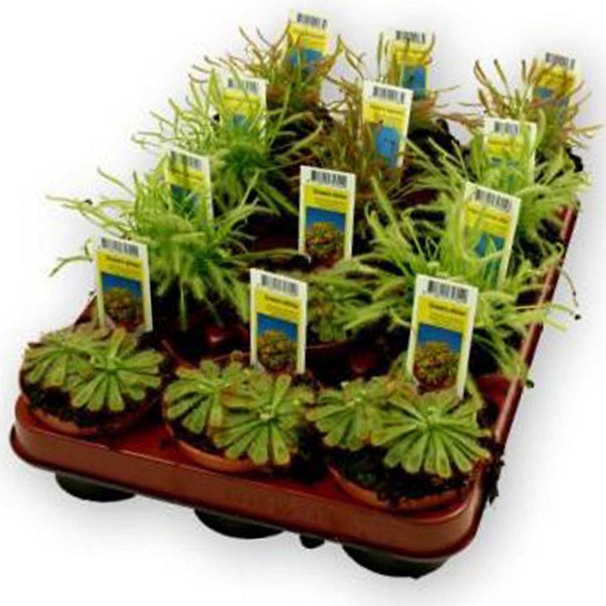 Drosera mix masozravé 9/10 BAUMAX