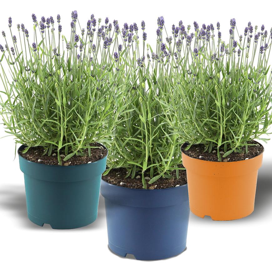 Lavandula P14 angustifolia BAUMAX