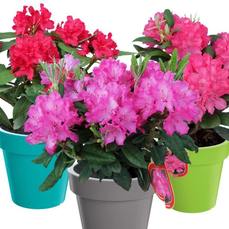 Rhododendron Hybridum mix 9x9 BAUMAX
