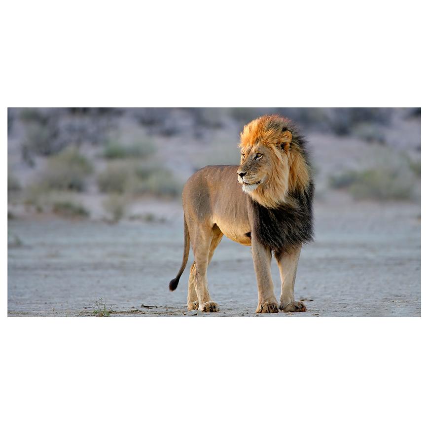 Dekor skleněný - lev 30/60 INNA