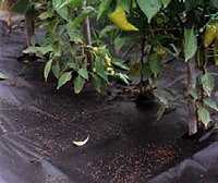 Textilie netkaná černá 1