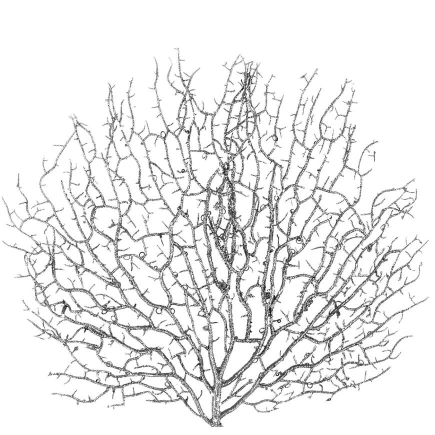 Větvička 60CM 442950 Baumax