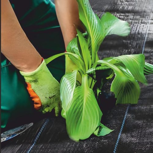 Mulčovací netkaná textilie 1